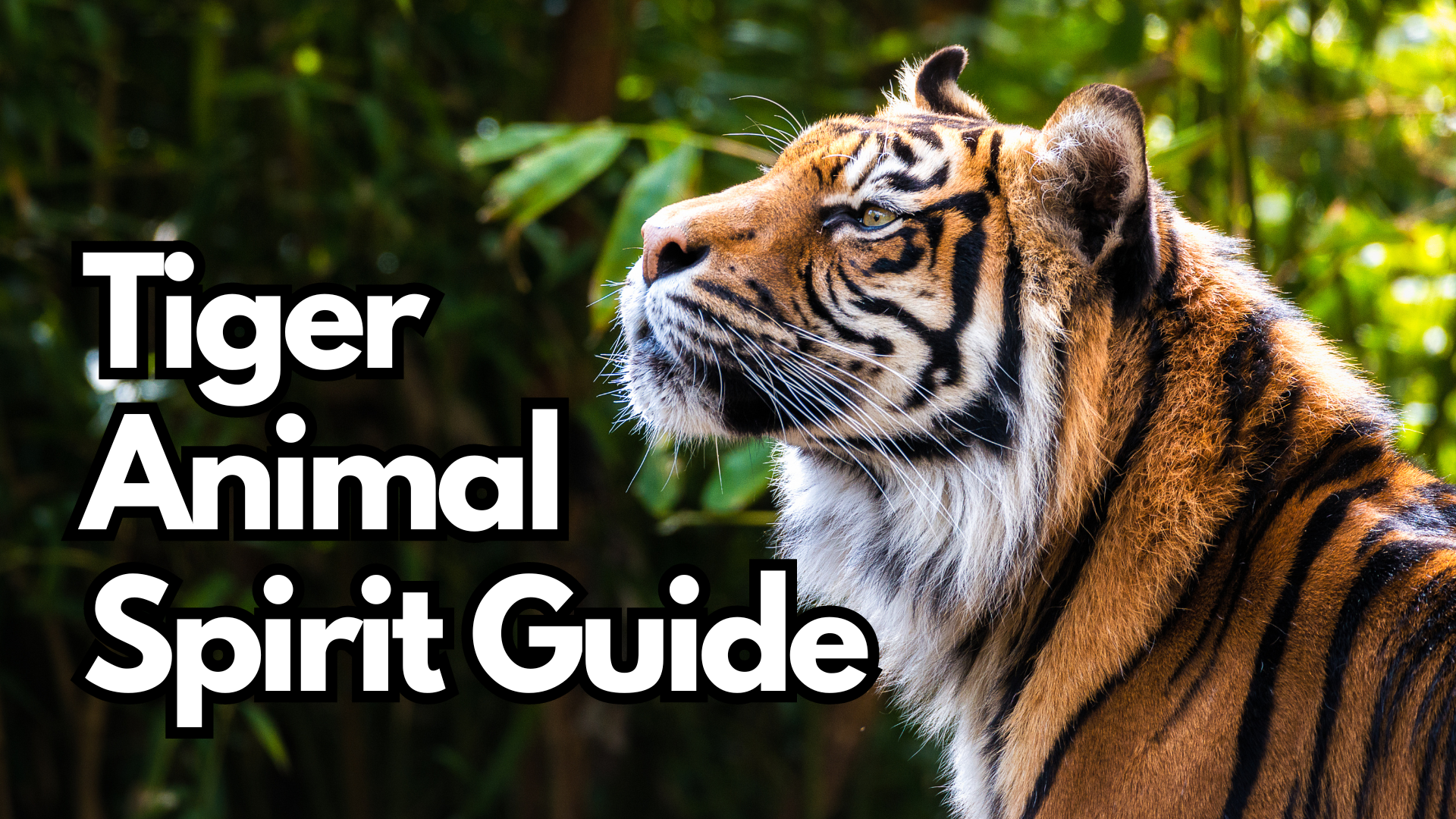 Load video: Watch how the tiger animal Spirit guide can help you with your personal life, soul purpose, and business/career on YouTube