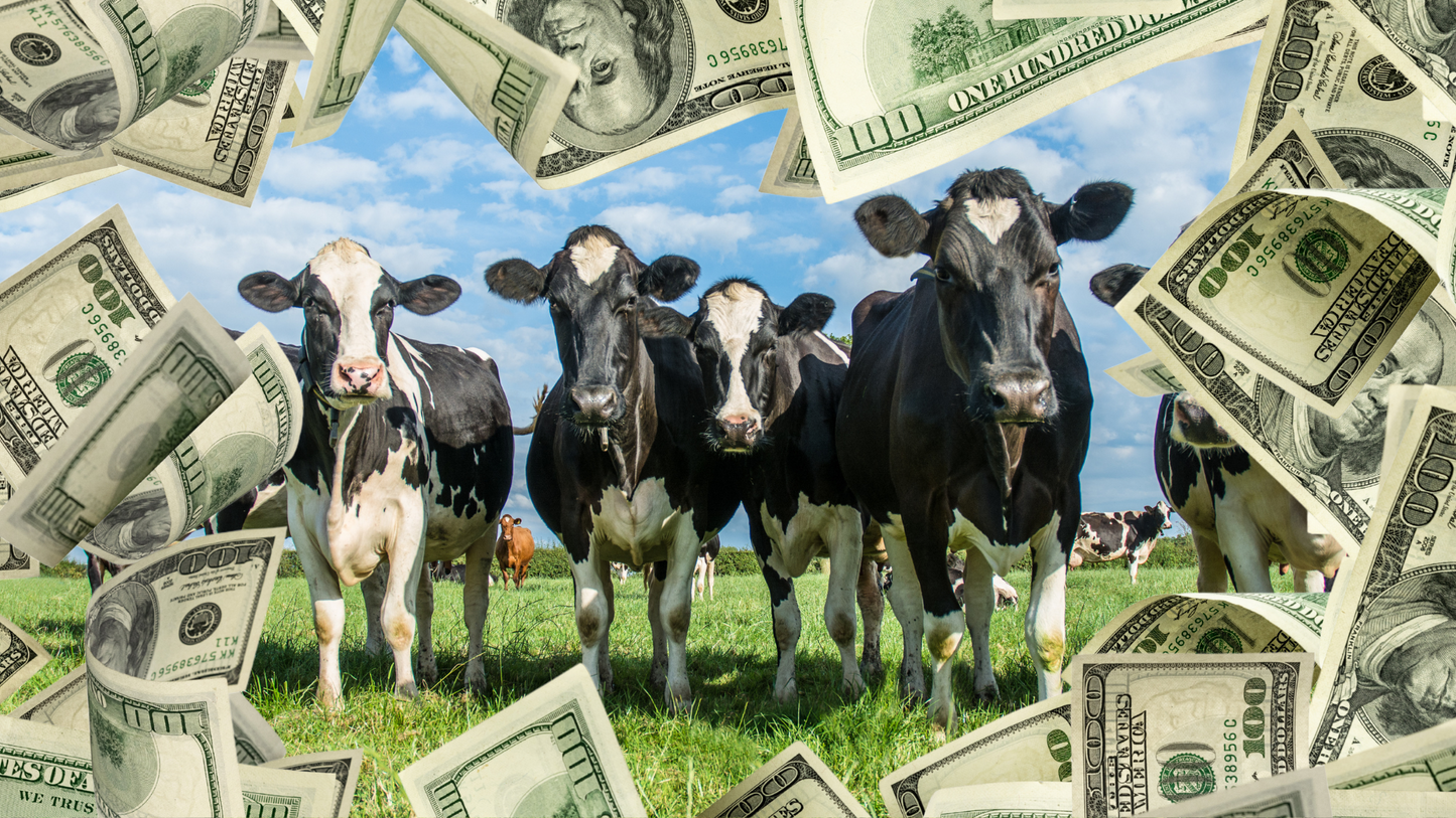 Cash Cow Membership