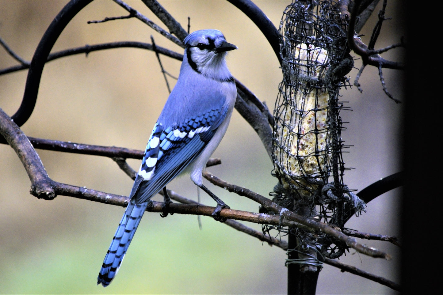 Power Spirit Leader: Blue jay