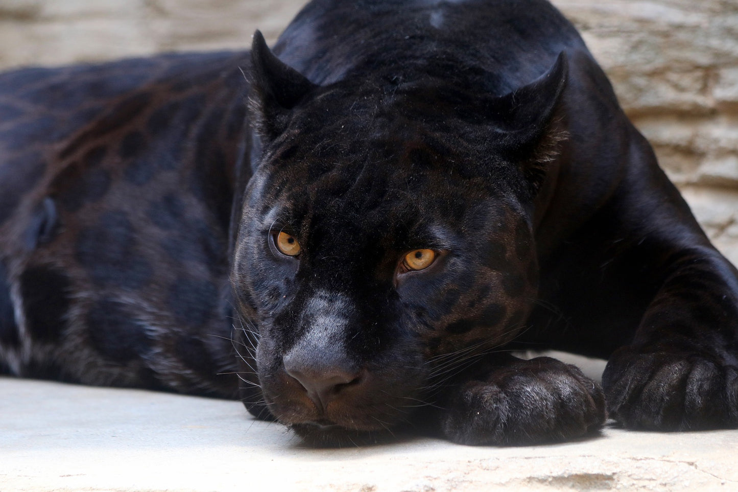 Power Spirit Leader: Black Leopard